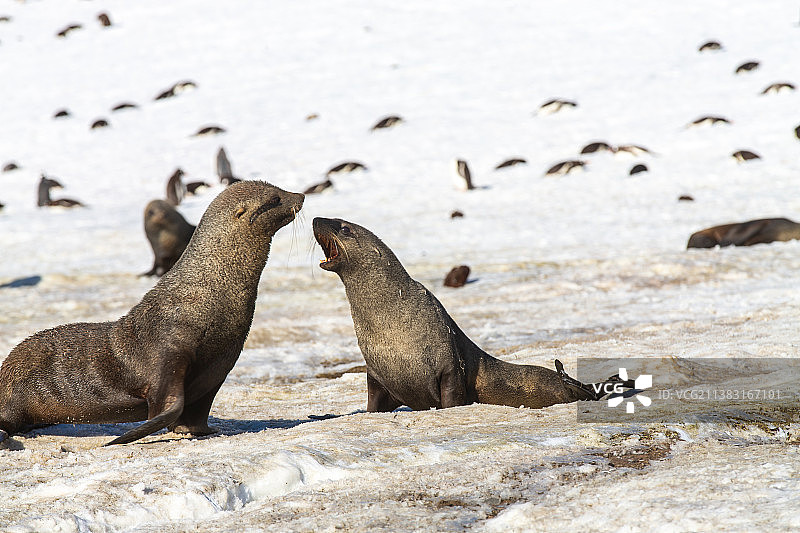 南极冰川上的海狮与海豹图片素材