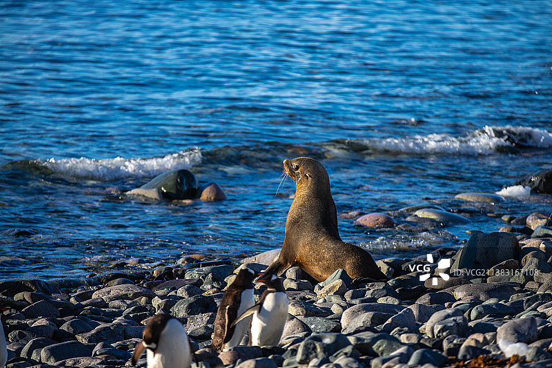 南极冰川上的海狮与海豹图片素材