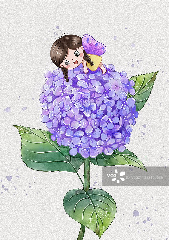 绣球花-蝴蝶仙子2图片素材