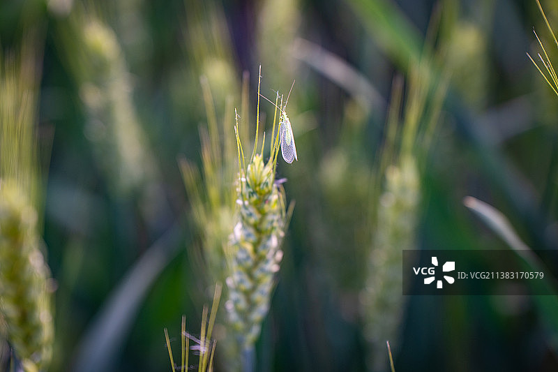 夏季北方小满时节的麦田和蚁蛉图片素材