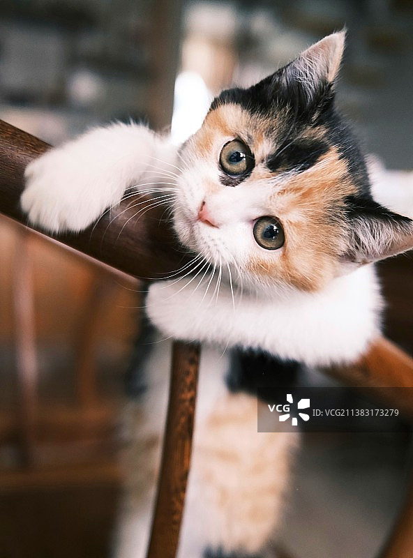 三花猫图片素材