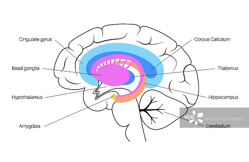大脑边缘系统图片素材
