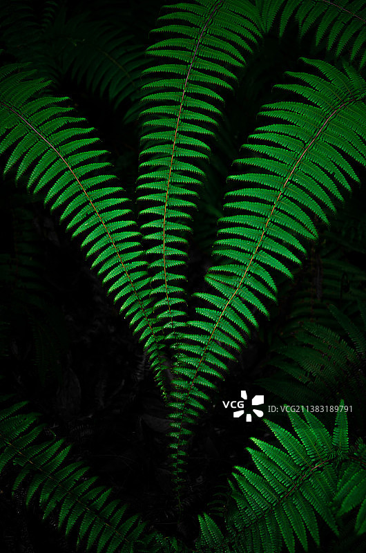 蕨类蕨叶蕨茎图片素材