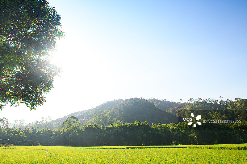 阳光农田大树图片素材