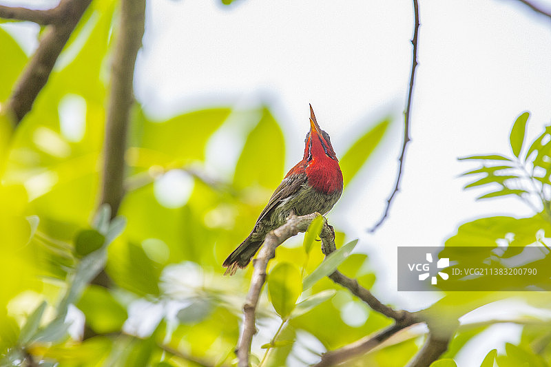 太阳鸟1图片素材