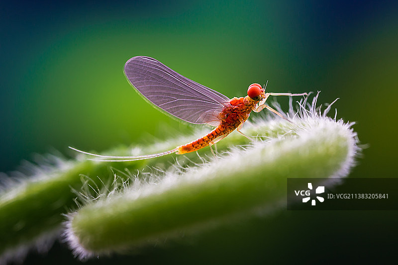蜉蝣图片素材