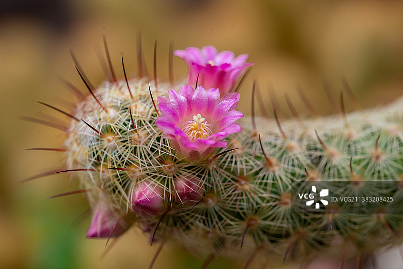 长满刺的仙人球植物上开出一朵鲜艳的小花图片素材