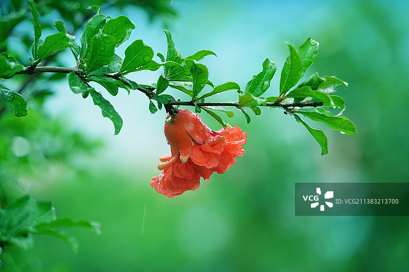 雨后清新石榴花图片素材