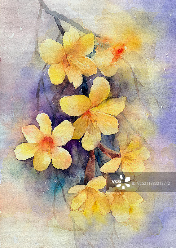 迎春花图片素材