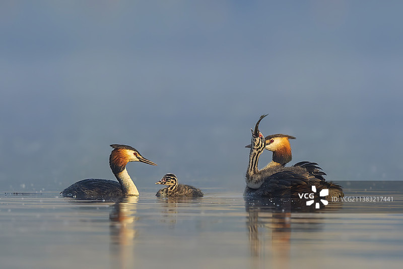 凤头鸊䴘图片素材