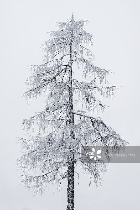 雪地上的树图片素材