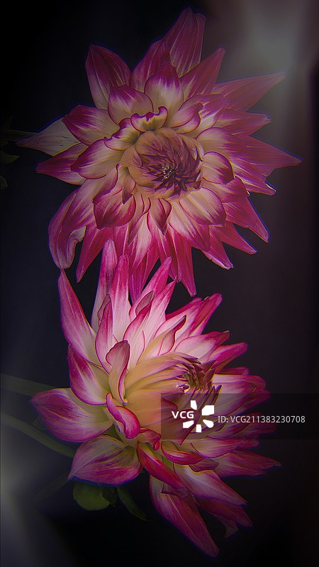 大丽花图片素材