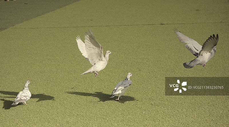 绿色与和平图片素材