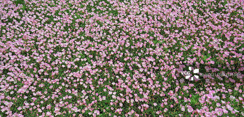 月见草图片素材