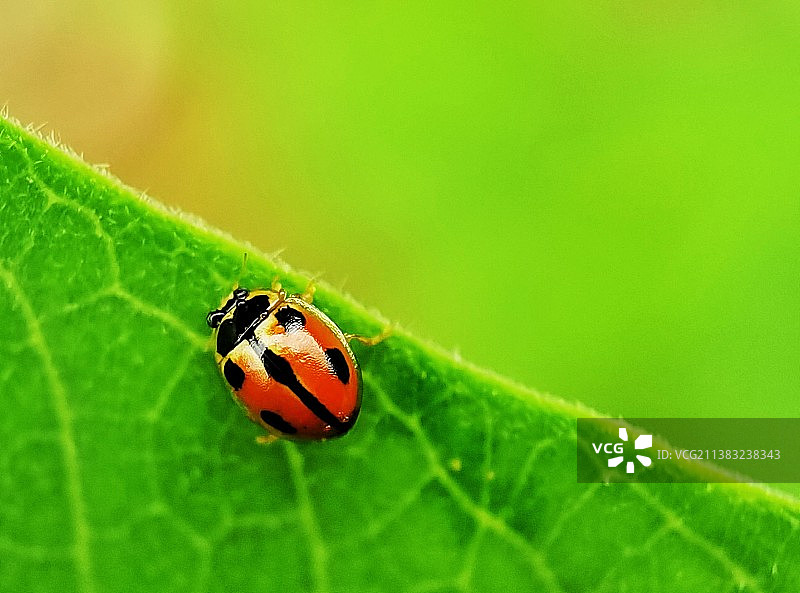 《寻觅》图片素材