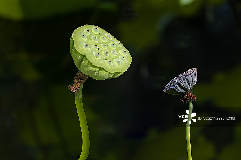 新老莲蓬头对比图片素材
