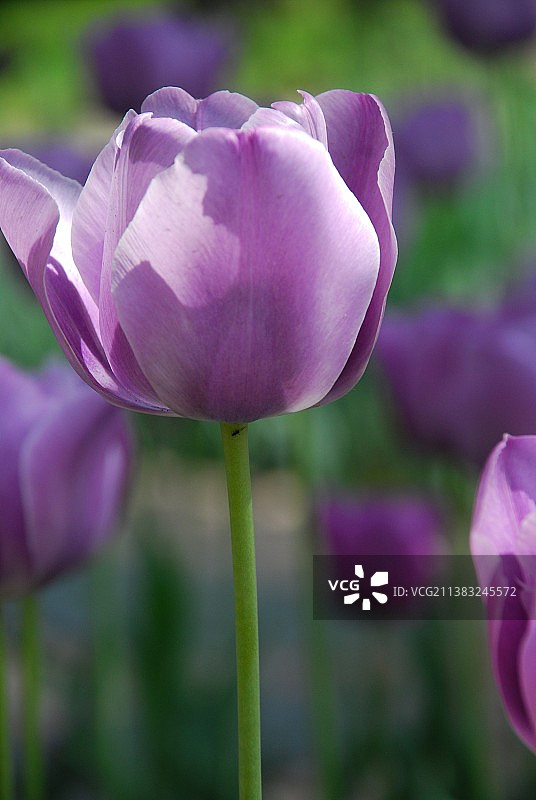 郁金香图片素材