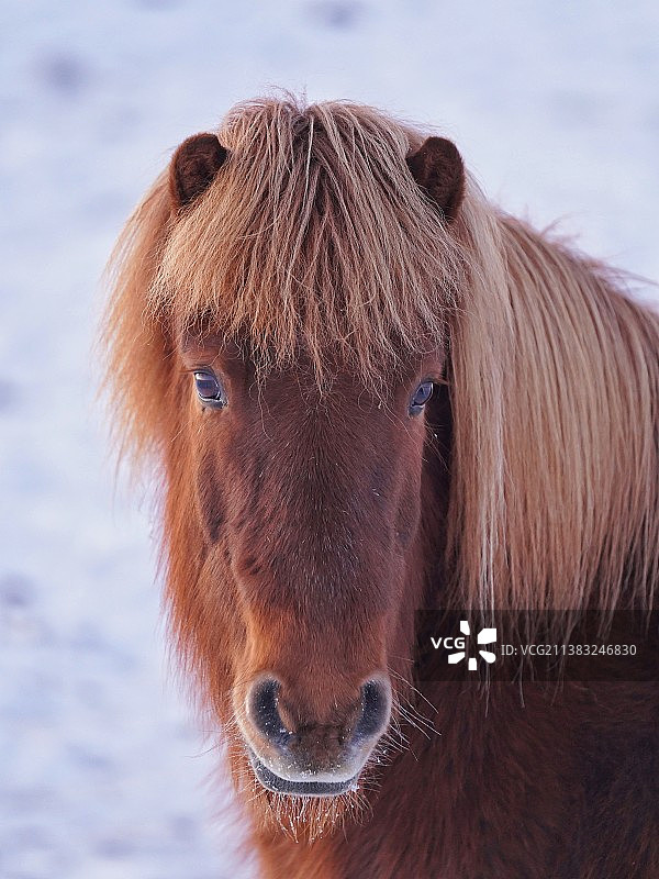 冬日冰岛萌萌的马图片素材