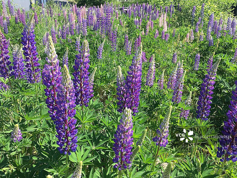 薰衣草野外特写图片素材