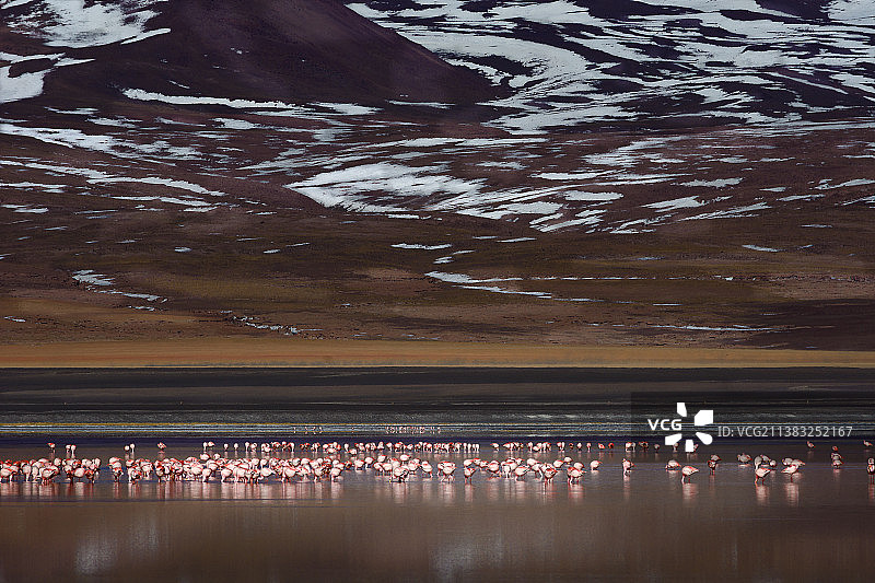 火烈鸟的故乡（home of flamingoes）图片素材