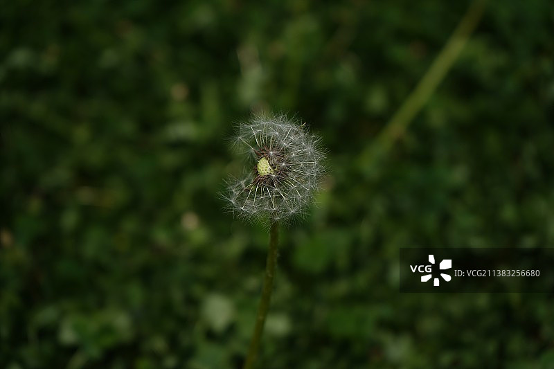 模糊背景下蒲公英特写镜头图片素材