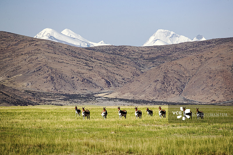 无人区藏野驴图片素材