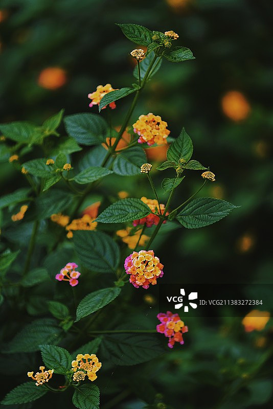 马缨丹图片素材