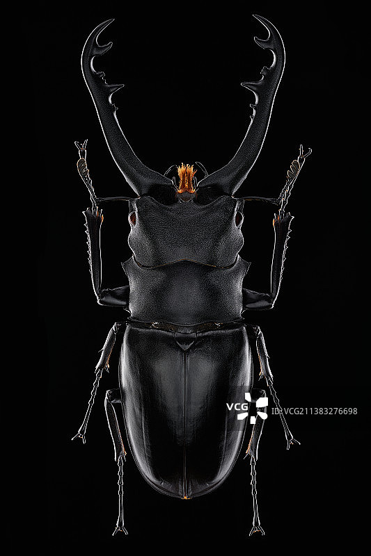 黑色背景下的昆虫特写镜头图片素材