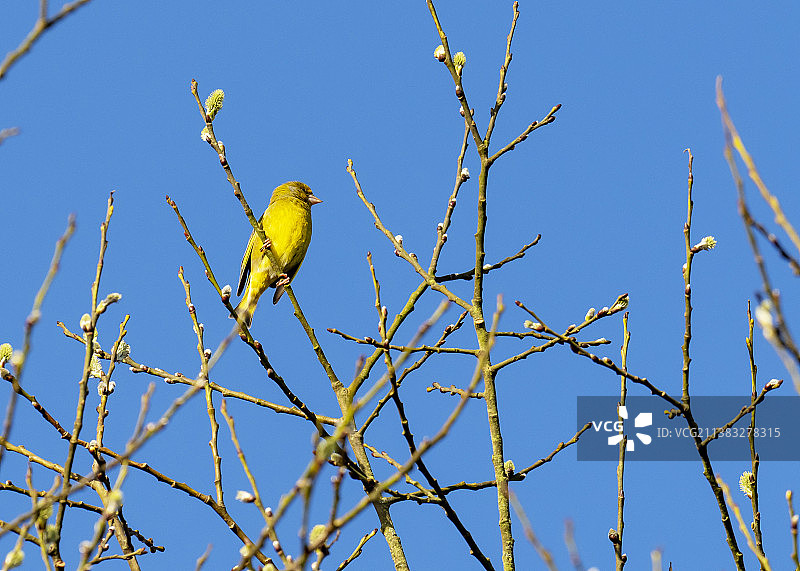树上的绿雀图片素材