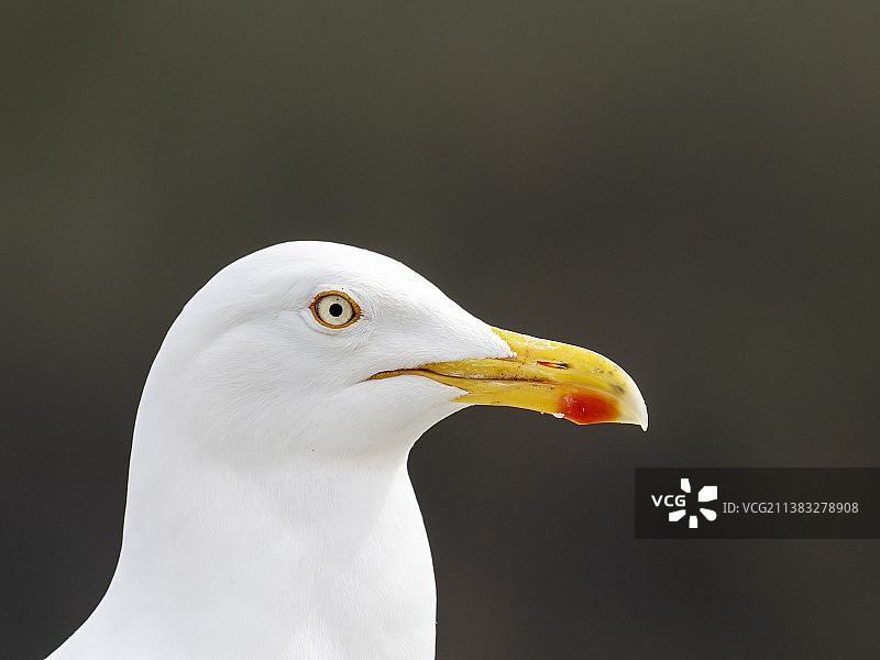 银鸥，在英国威尔士博马里斯图片素材
