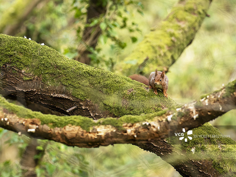 红松鼠在威尔士安格尔西博马里斯图片素材