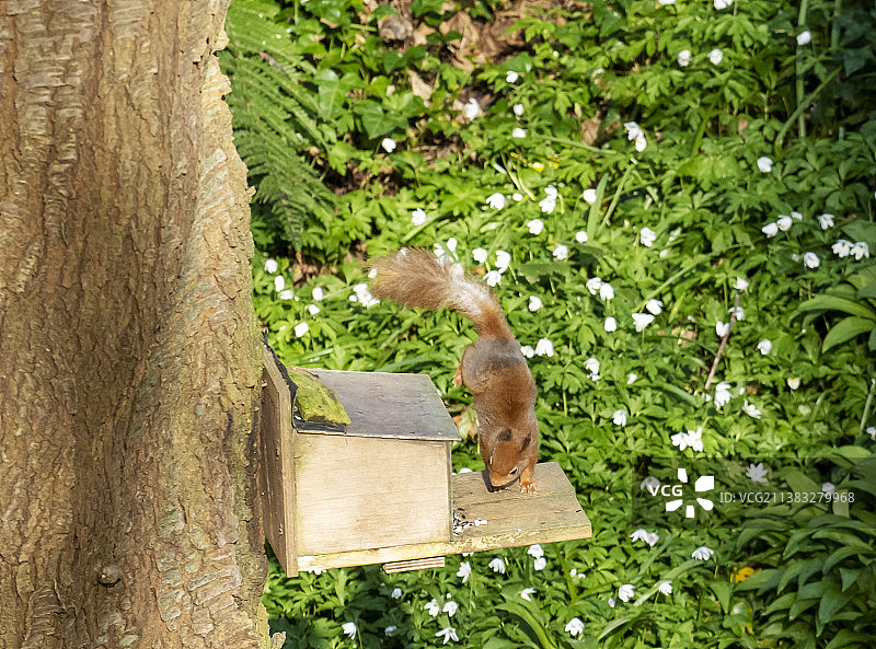 一只欧洲红松鼠在英国安格尔西岛博马里斯的林地喂食器中图片素材