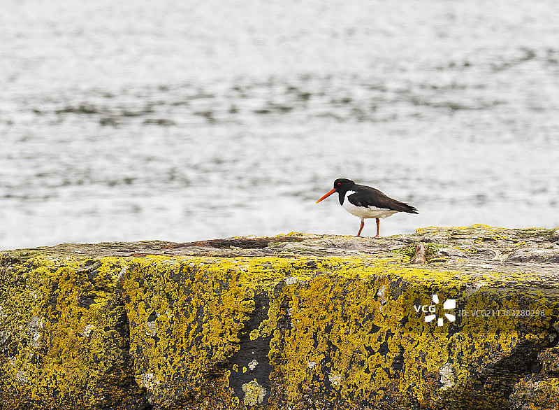 英国威尔士安格尔西岛上的蛎鹬图片素材