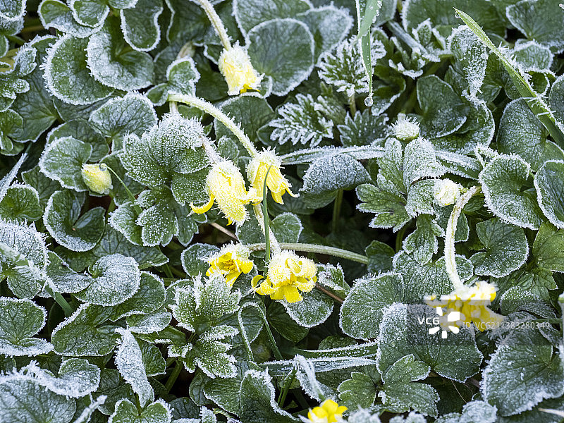 英国湖区安布尔赛德白屈菜花上的冰霜图片素材