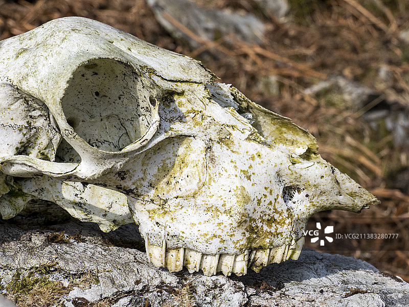 英国康尼斯顿附近蒂尔伯斯韦特的绵羊头骨图片素材