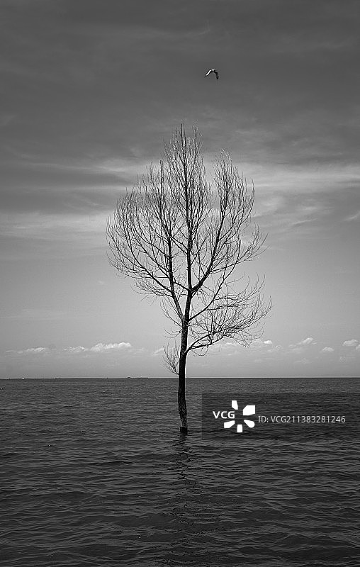 海与孤木图片素材