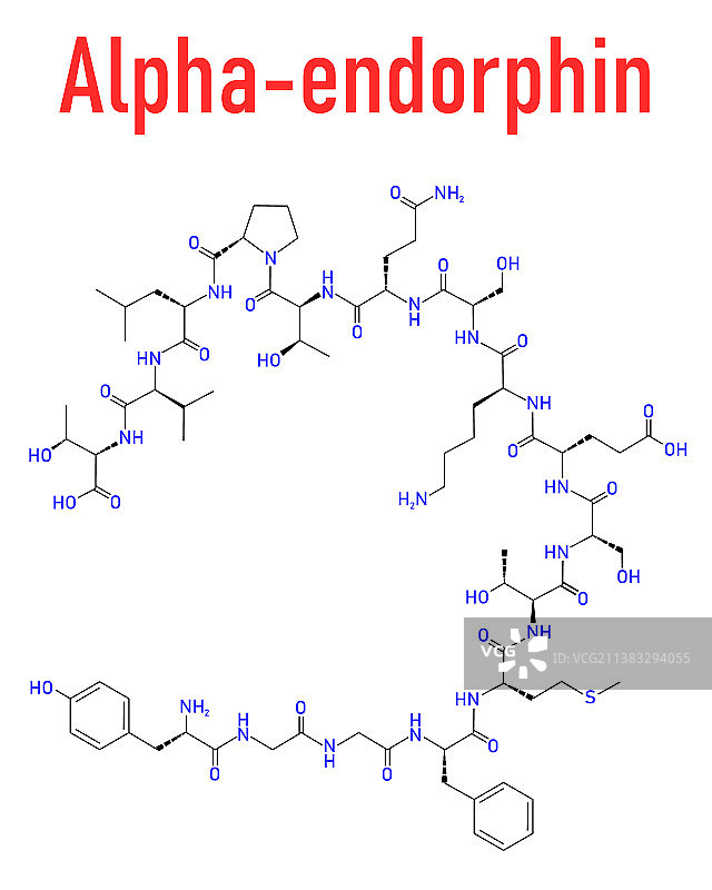 α-内啡肽分子骨架式图片素材