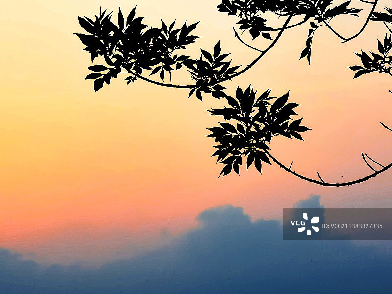 夕阳树影图片素材