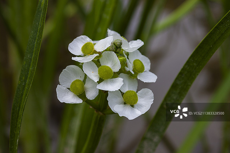 立夏美丽的泽泻图片素材