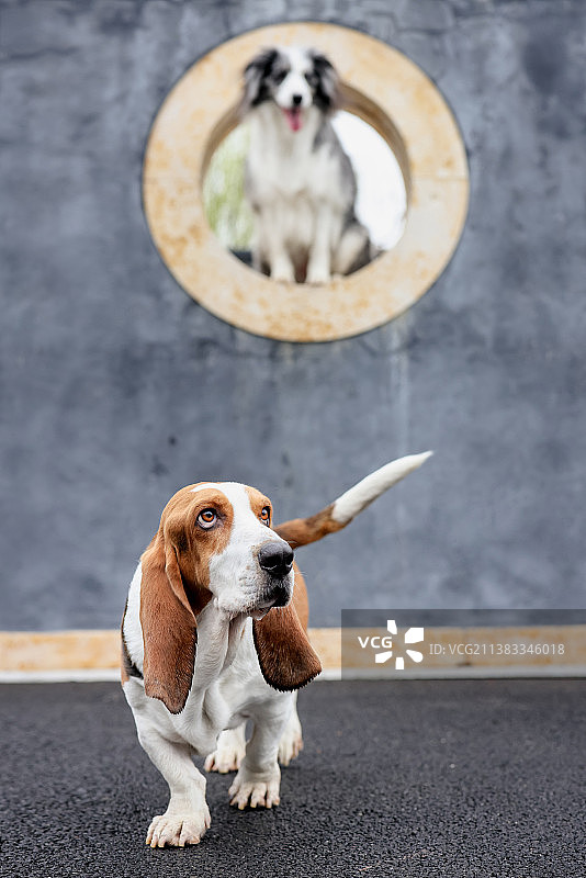 可爱的边境牧羊犬和巴吉度猎犬图片素材