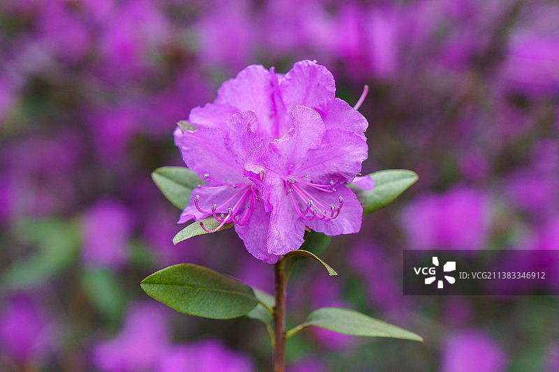 杜鹃花特写图片素材
