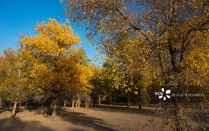 金塔胡杨林图片素材