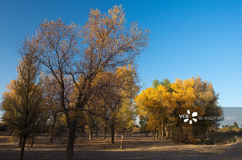 金塔胡杨林图片素材