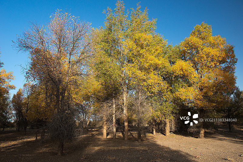 金塔胡杨林图片素材
