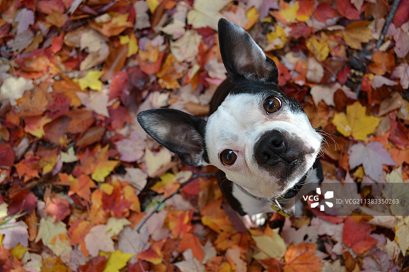 秋天狗的特写肖像图片素材