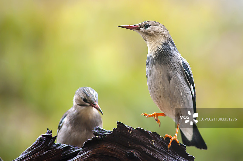 丝光椋鸟图片素材