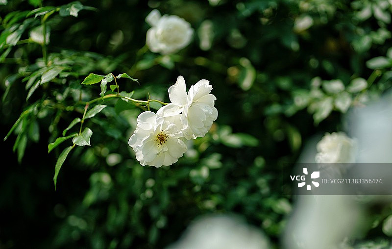 花花世界图片素材