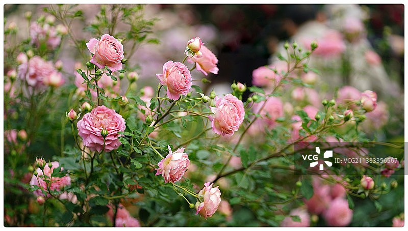 花花世界图片素材