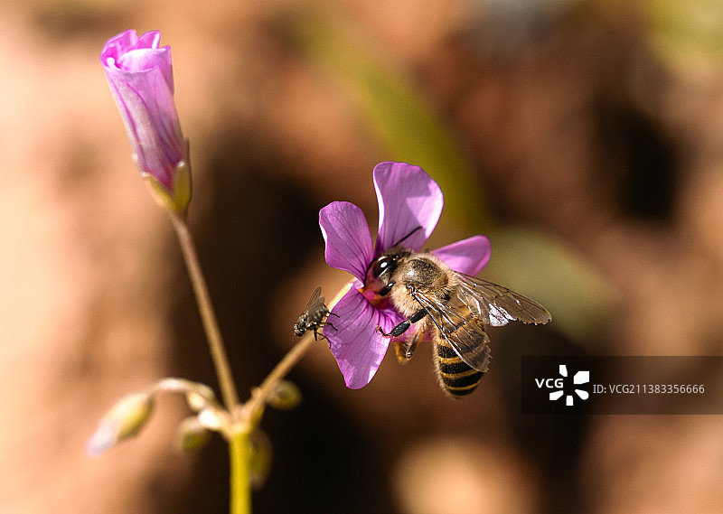 蜜蜂采蜜的特写图片素材