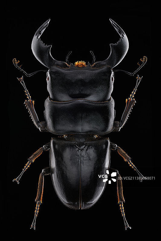 黑色背景下的昆虫图片素材